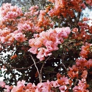 Meet your Posher, Kaysha